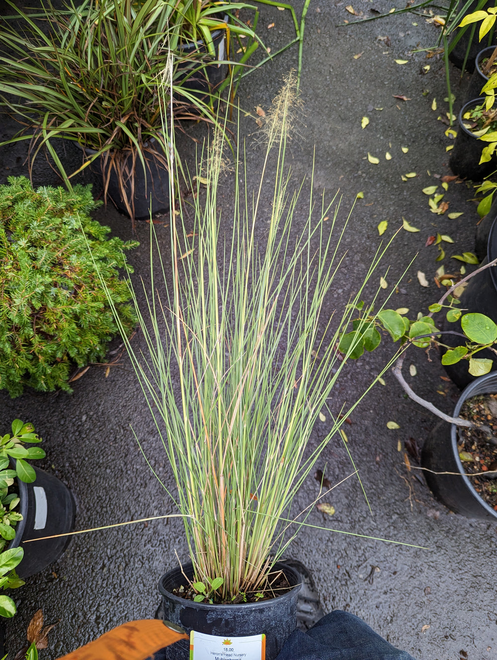 Muhlenbergia capillaris 'White Cloud'