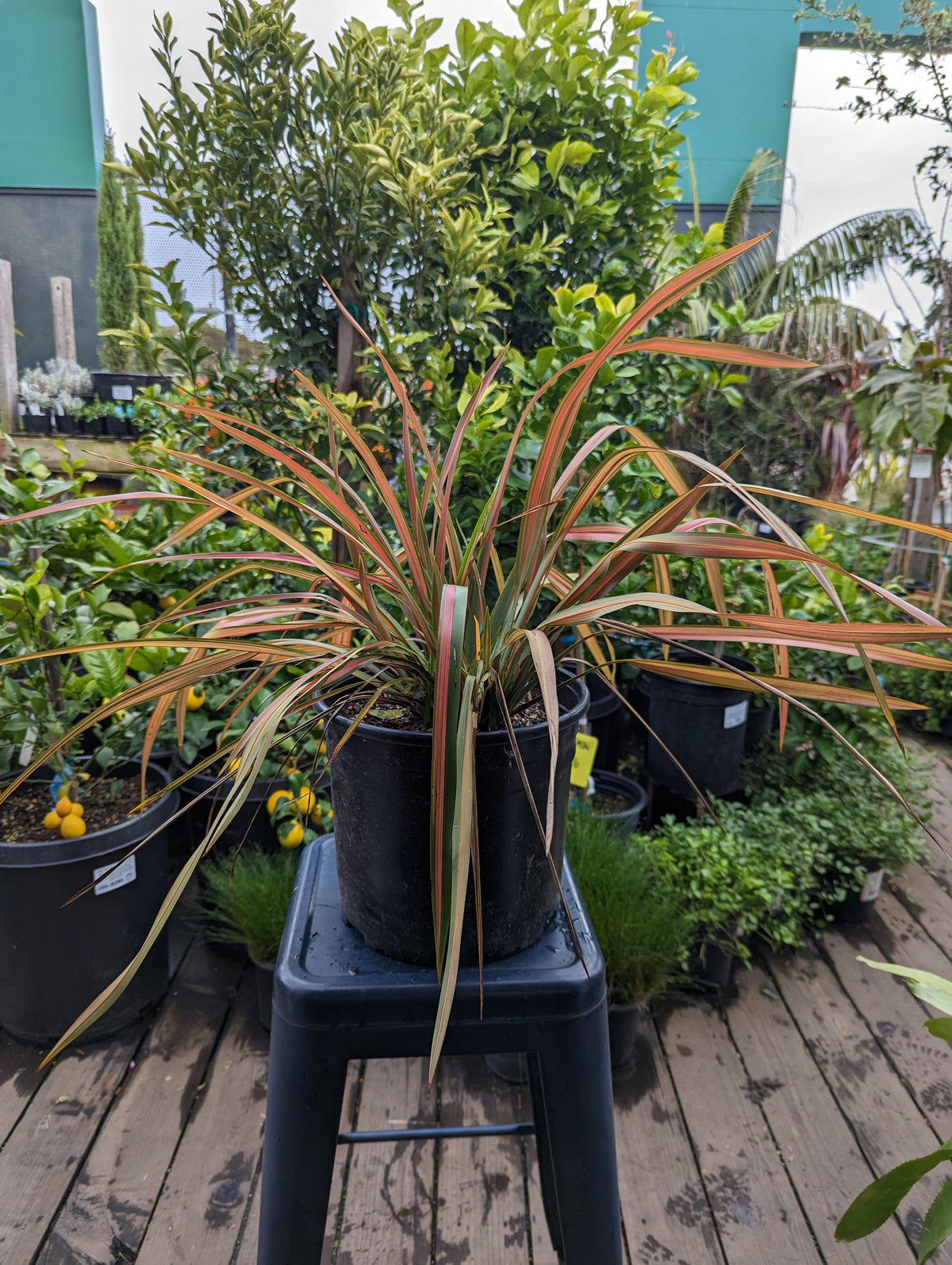 Formium Jester Phormium 'Jester' – Heron's Head Nursery
