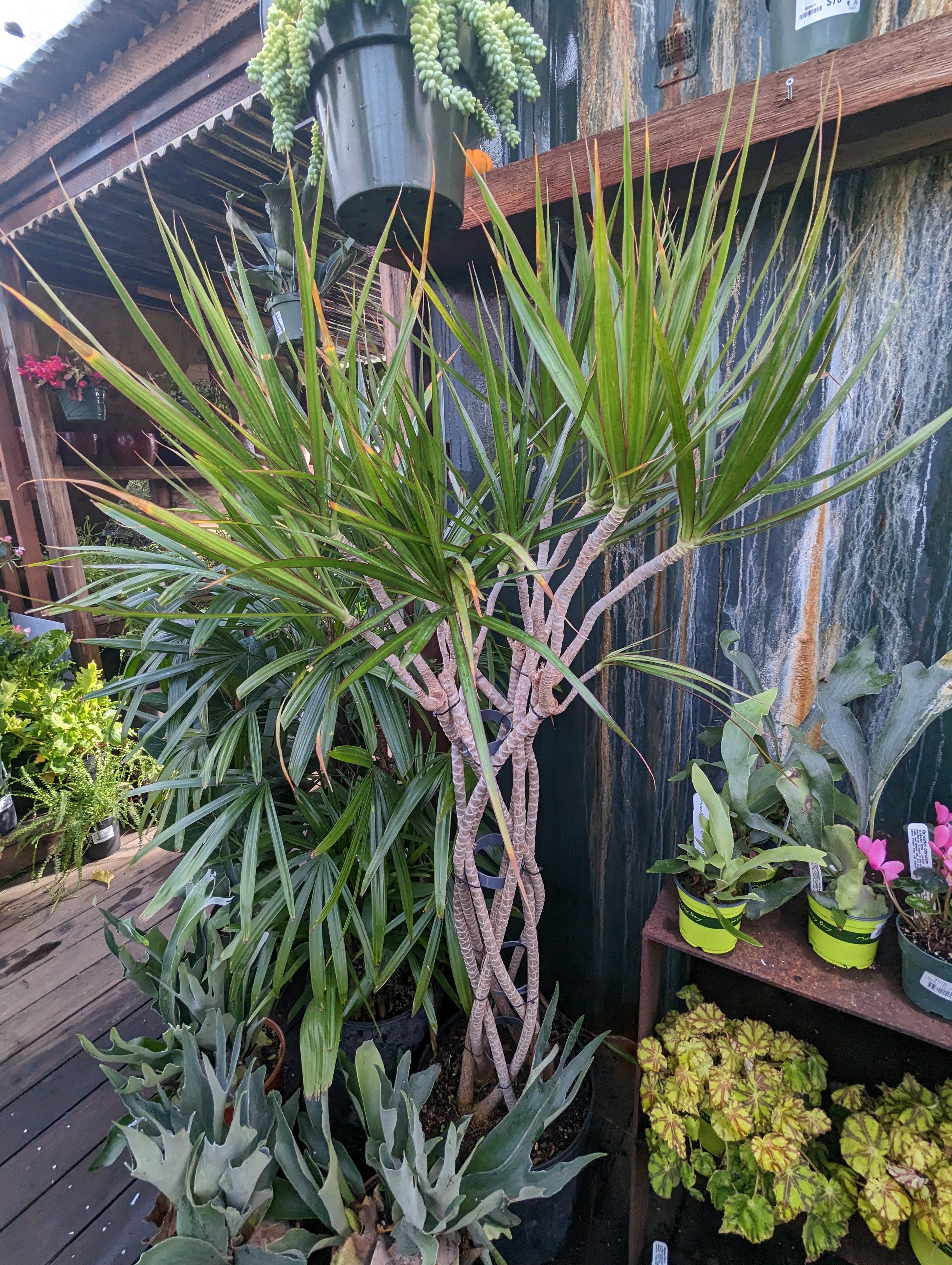 dracaena marginata zulu weave Dracaena marginata 'Open Weave' – Heron's Head Nursery