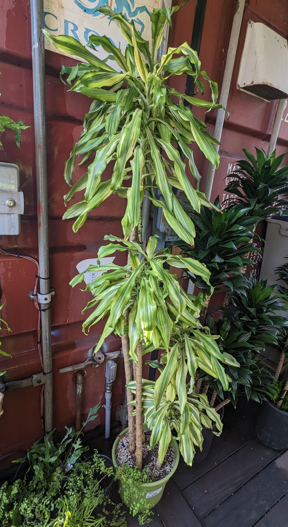 Dracaena steudneri