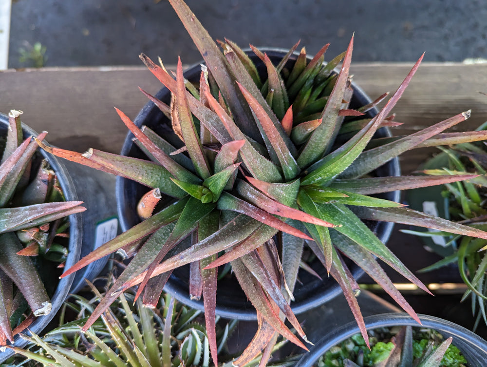 Gasteraloe "Midnight"