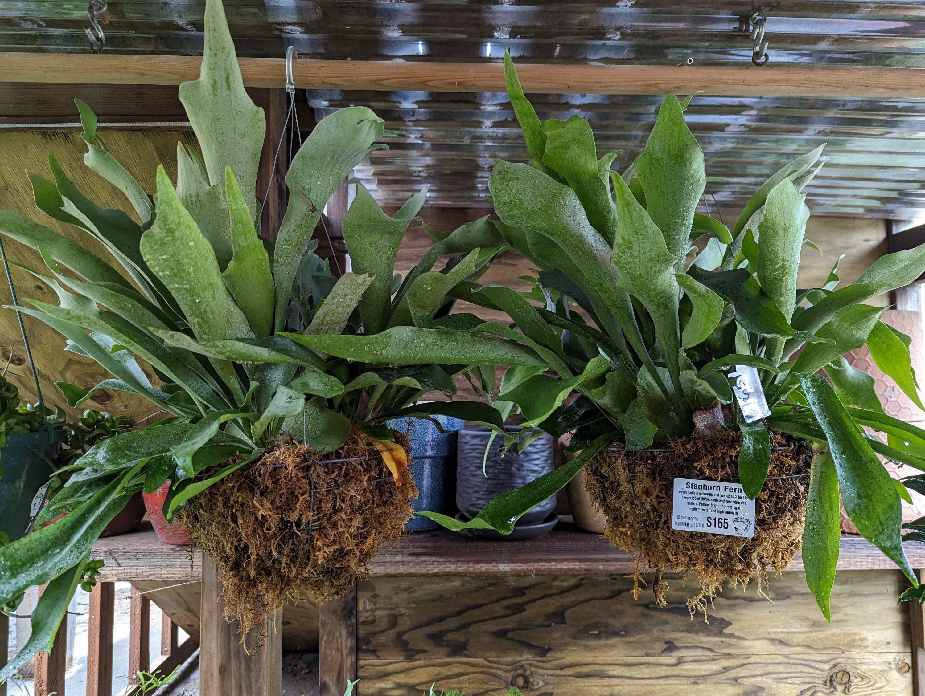 Staghorn Fern