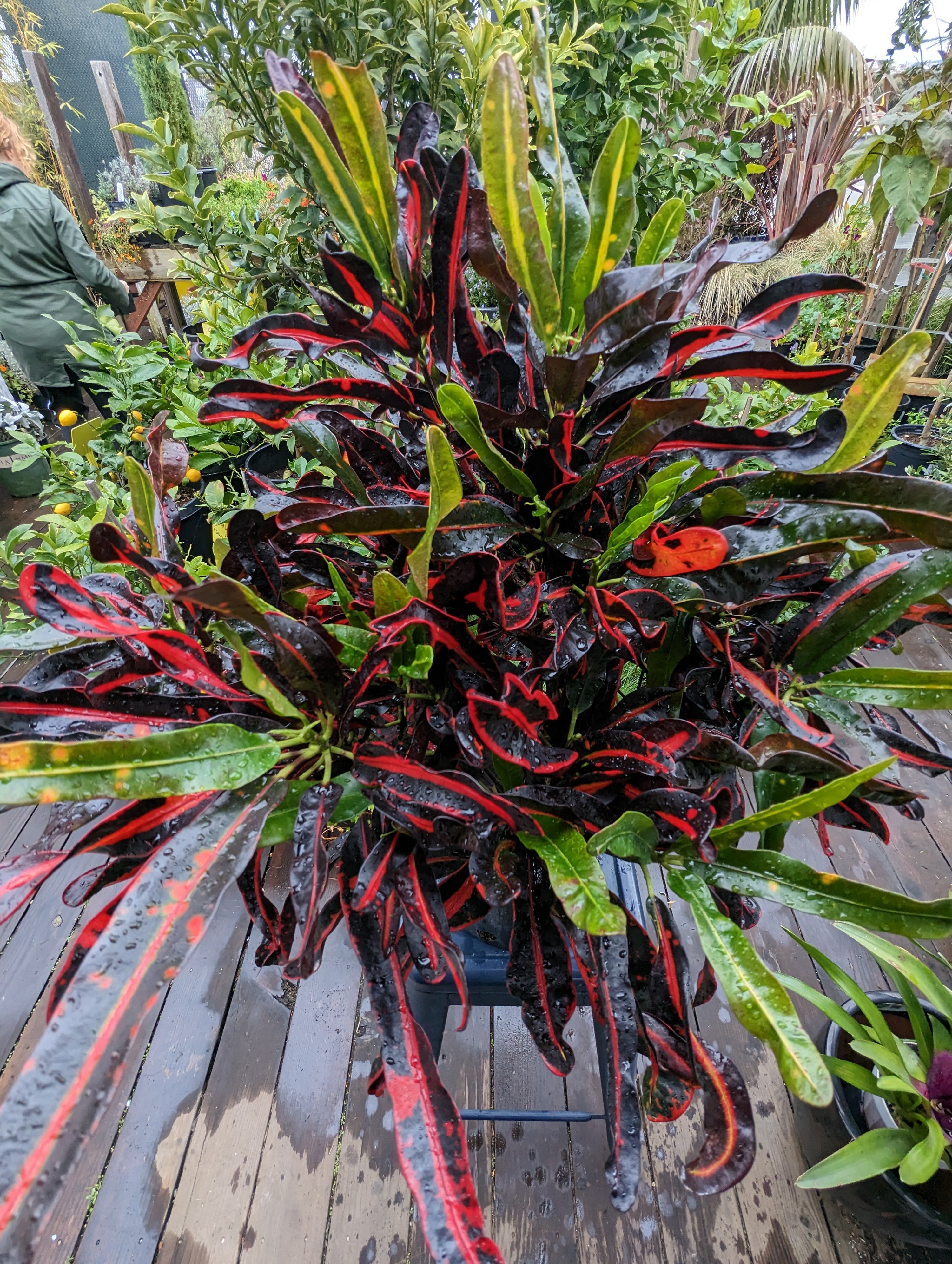 croton mammy cuidados Croton "Mamey" – Heron's Head Nursery