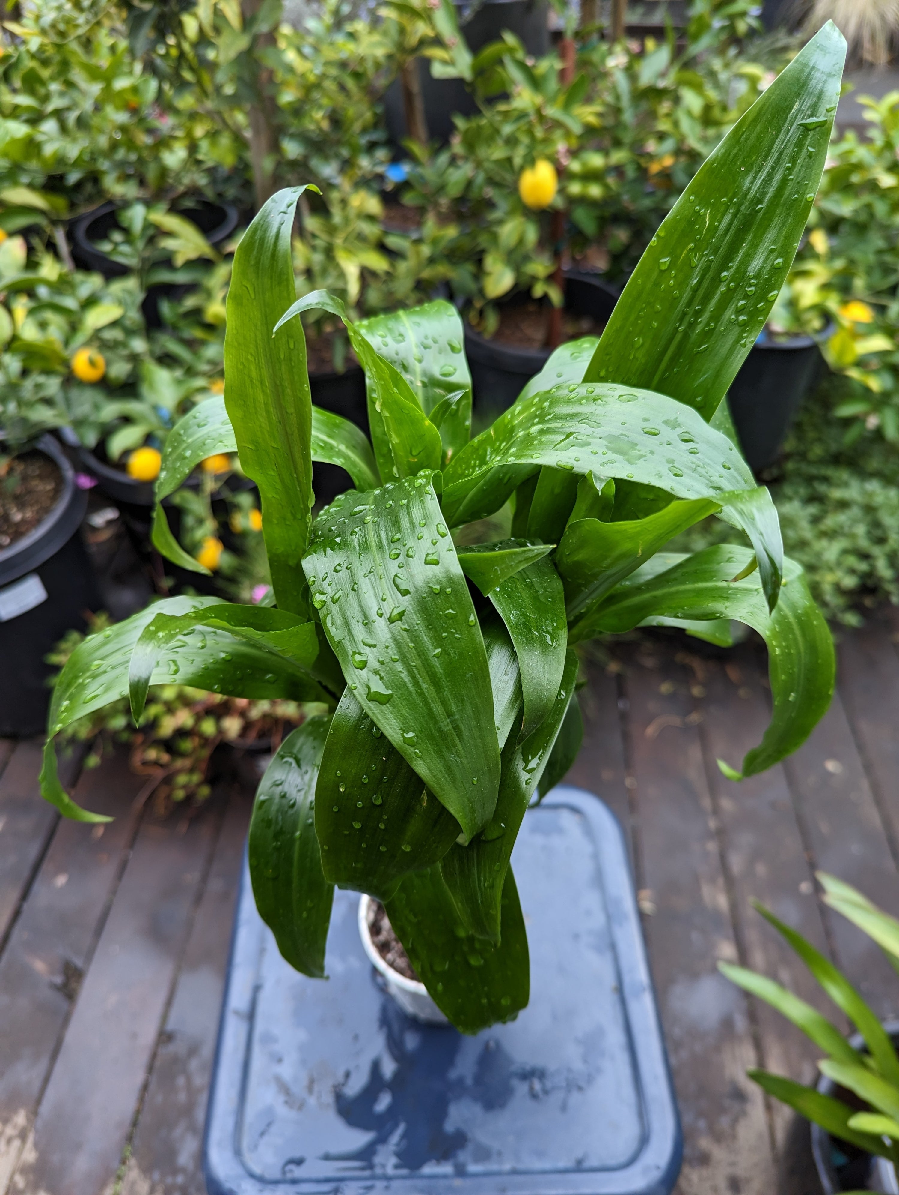 dracaena elegance Dracaena 'Elegance' – Heron's Head Nursery