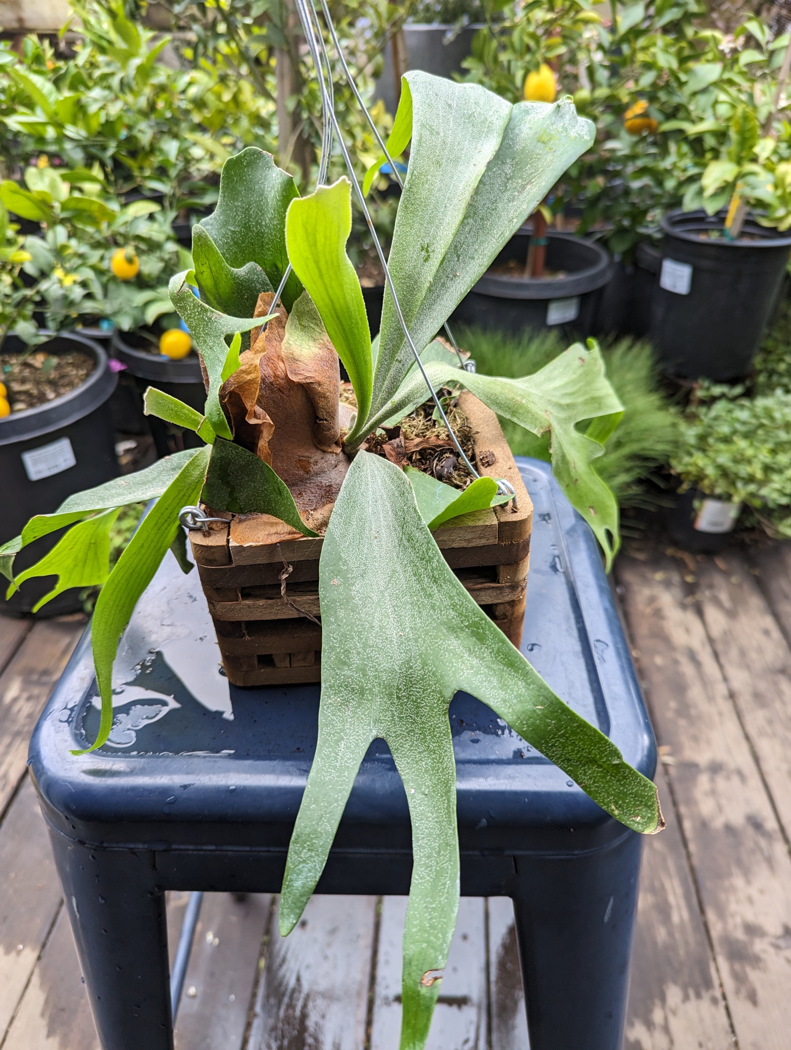 Staghorn Fern