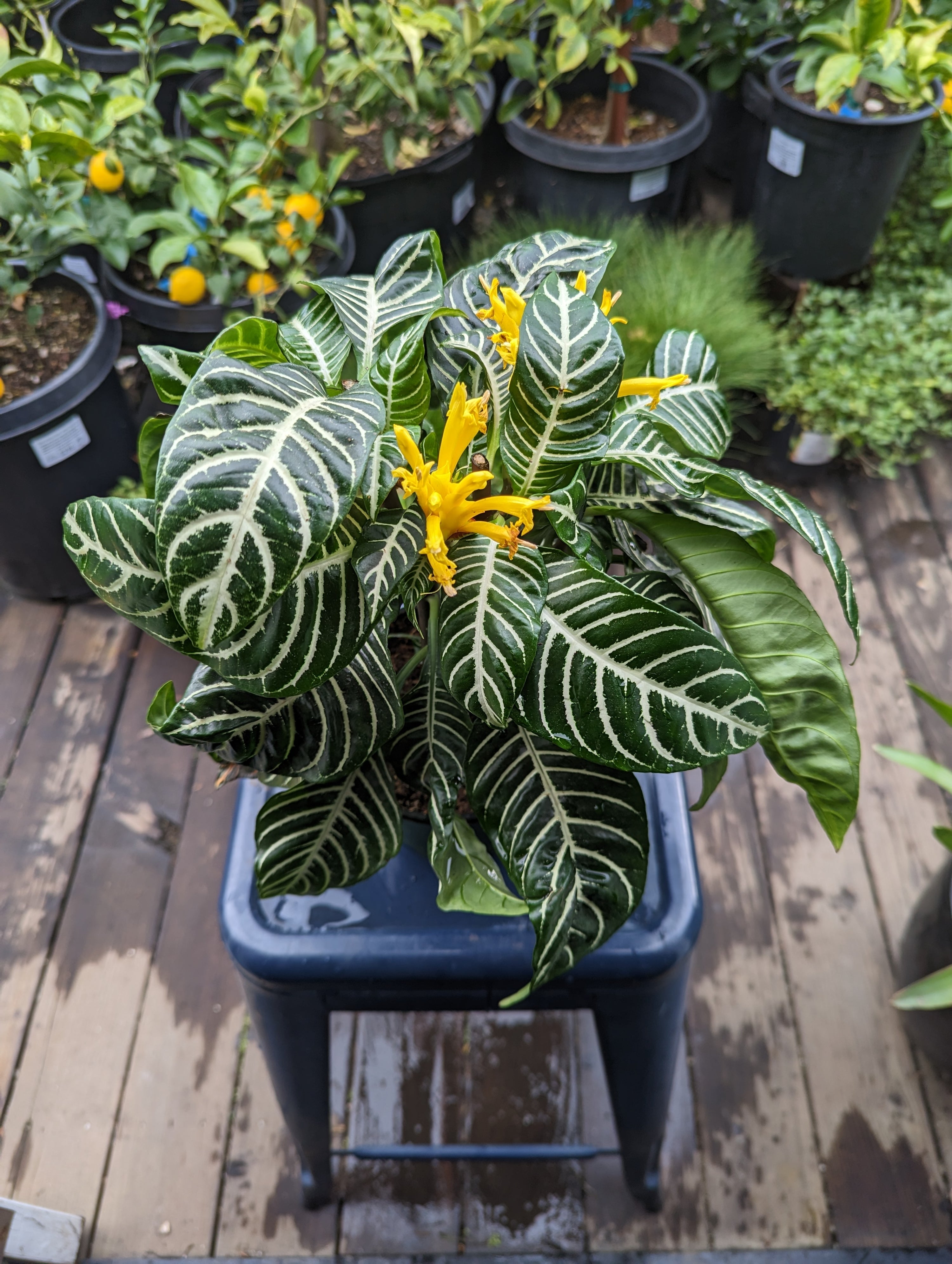 Zebra Plant Heron's Head Nursery