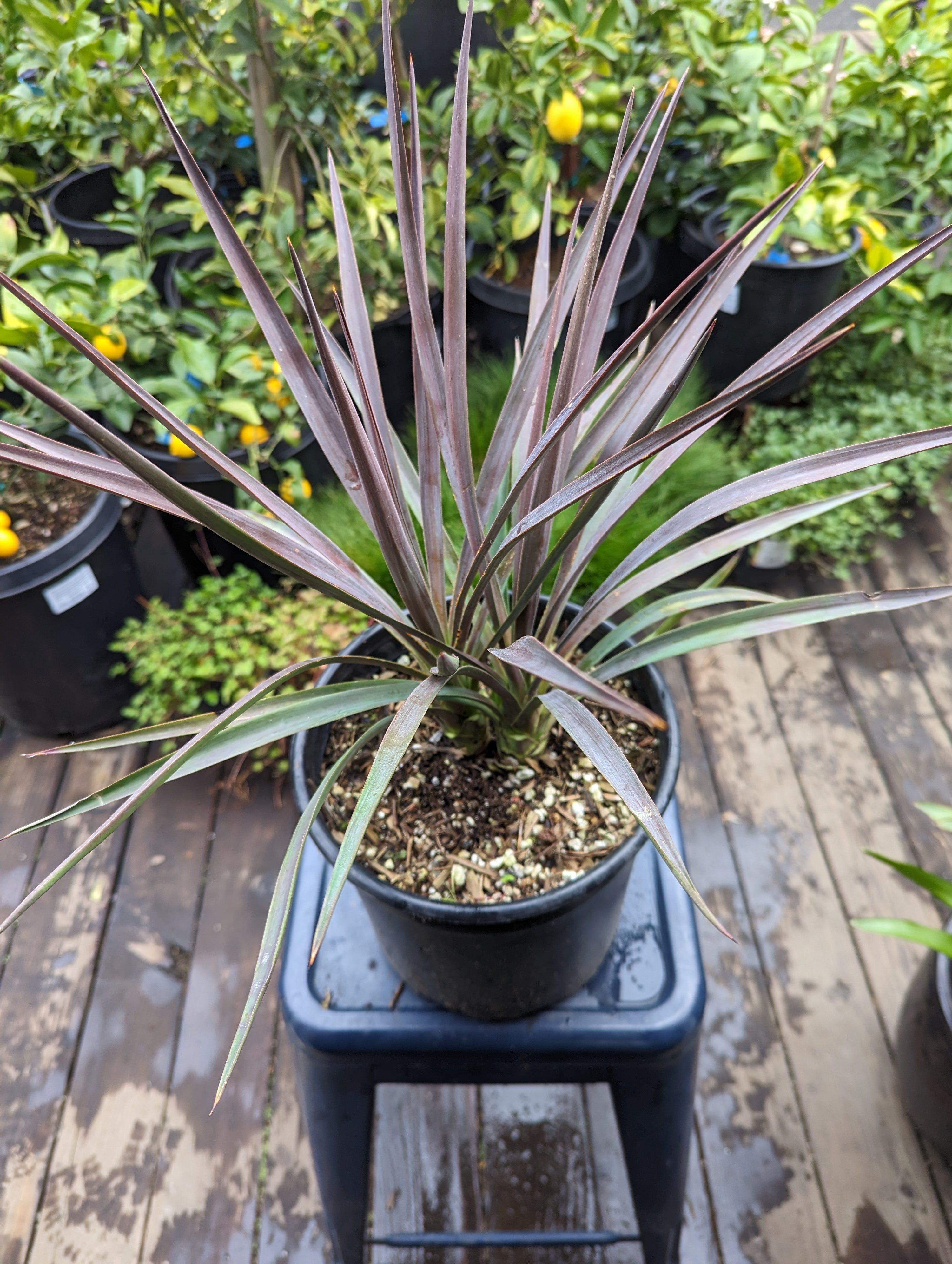 Yucca aloifolia 'Magenta Magic'