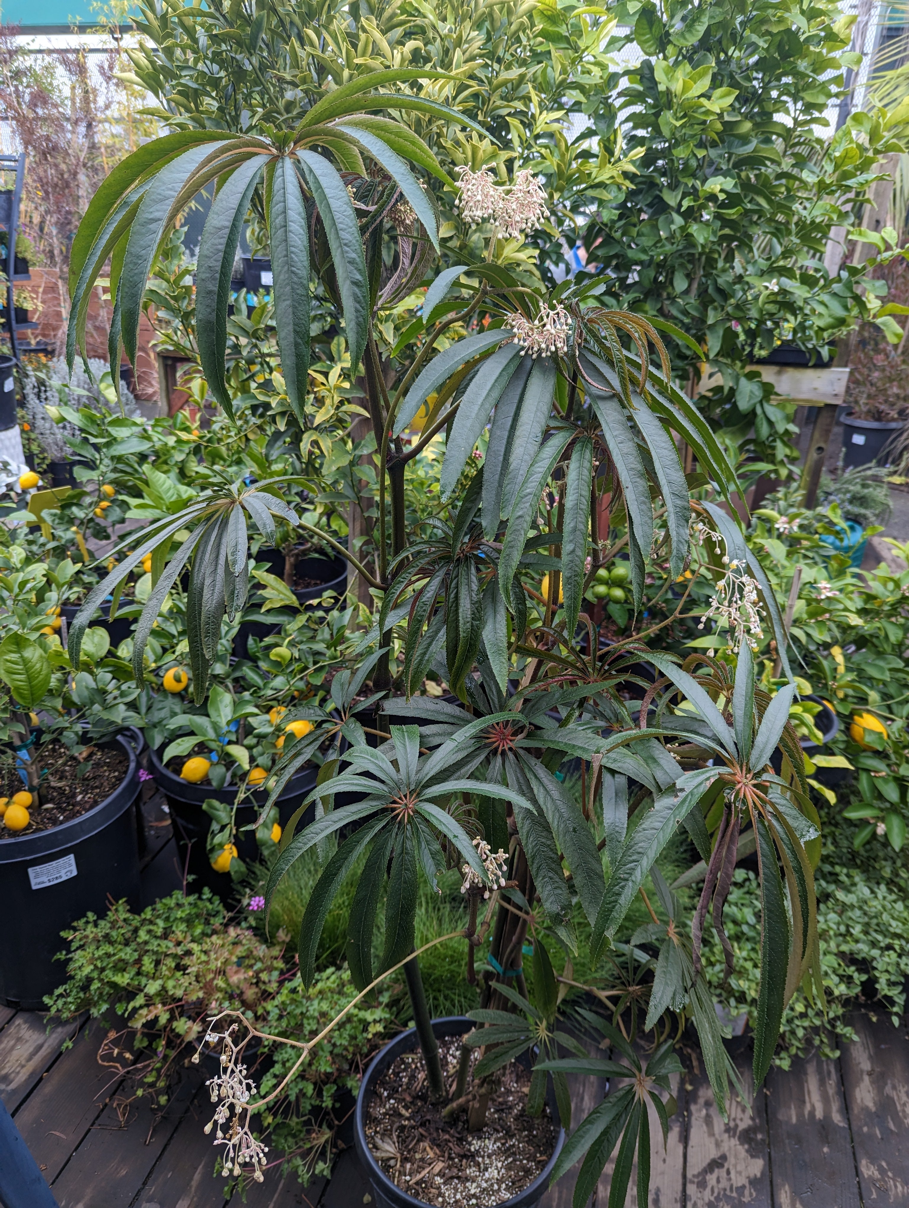 Heron's Head Nursery Begonia luxurians - Thumbnail 2