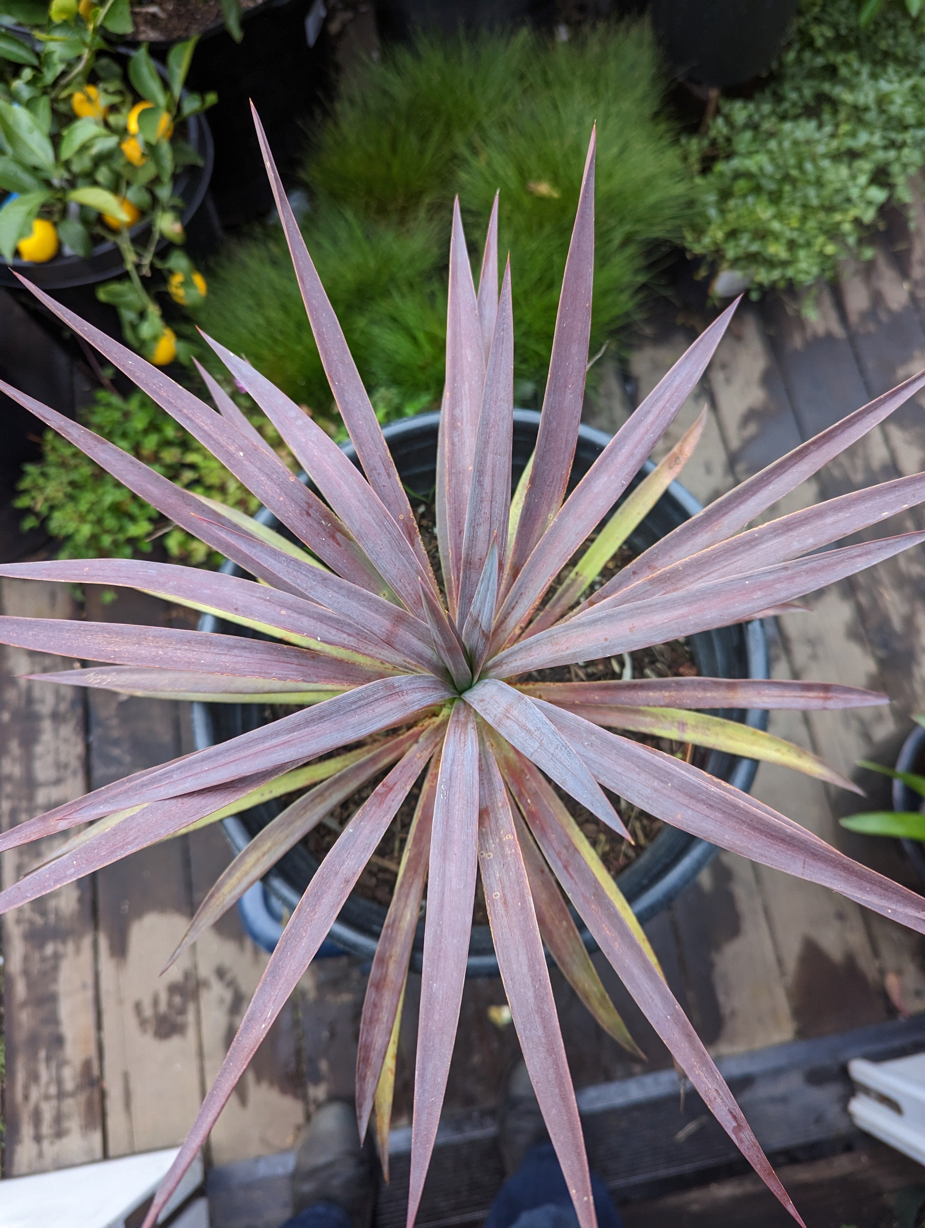 デスメティアーナ Yucca desmetiana 'Blue Boy' – Heron's Head Nursery