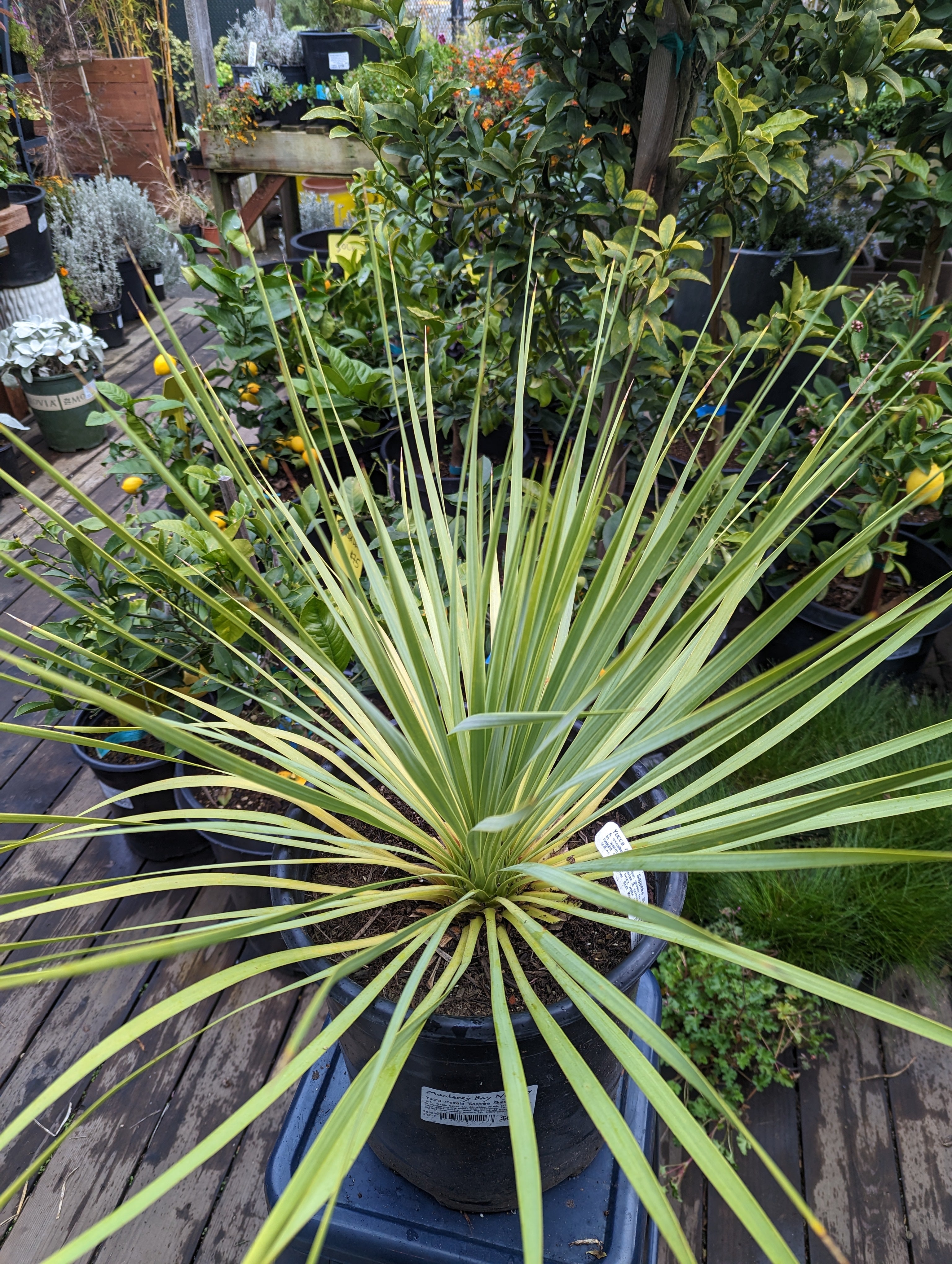 Yucca rostrata 'Sapphire Skies' – Heron's Head Nursery