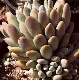 Pachyveria "Clavifolia"