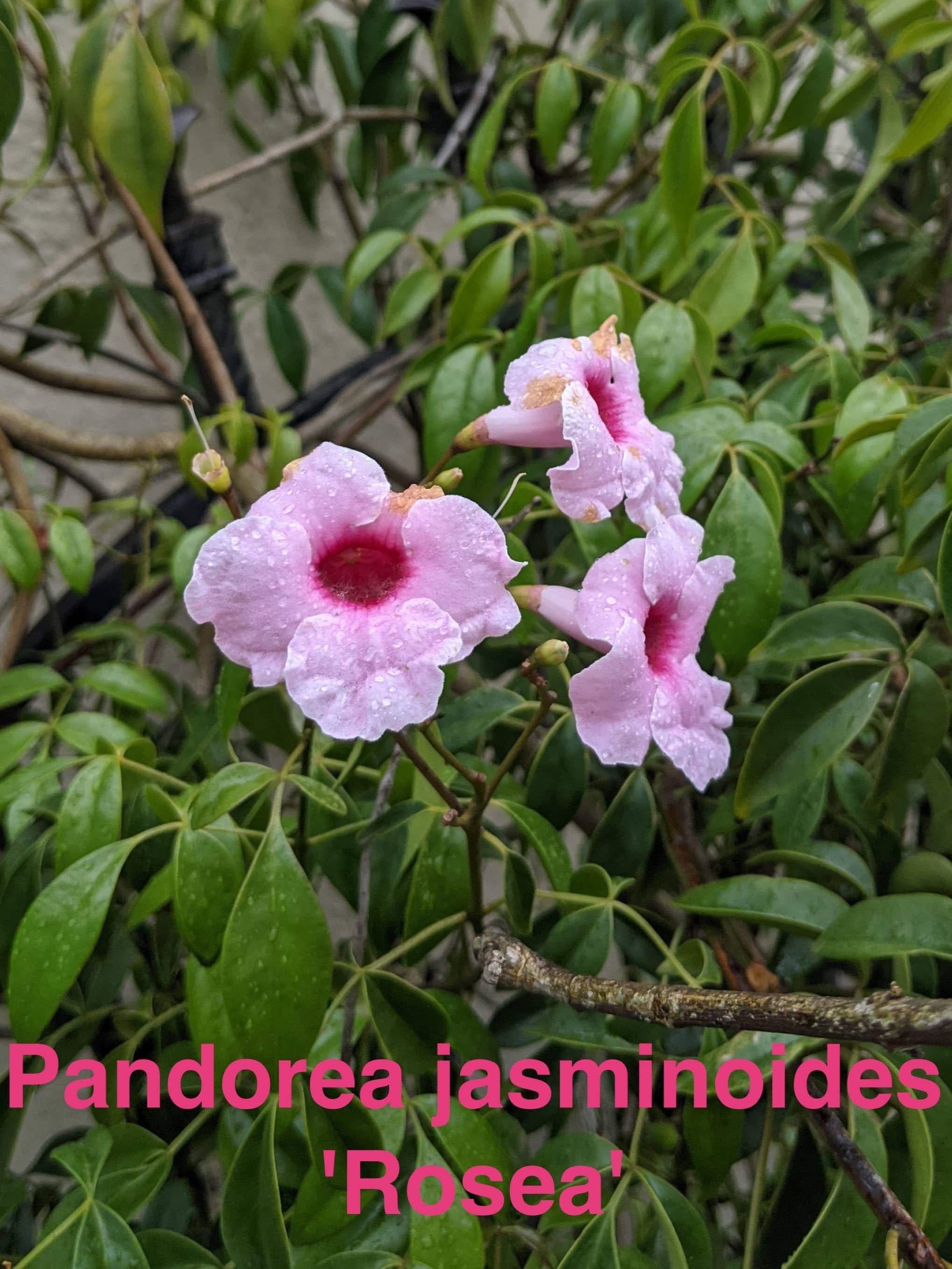 Pandorea jasminoides 'Rosea'