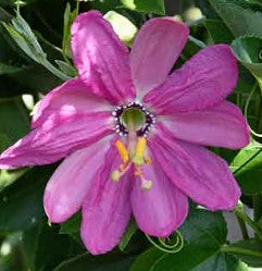 Passiflora 'Ava'