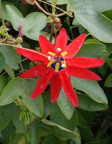 Passiflora manicata 'Linda Escobar'