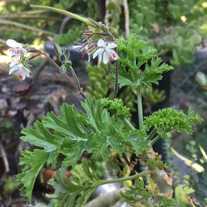 Pelargonium carnosum