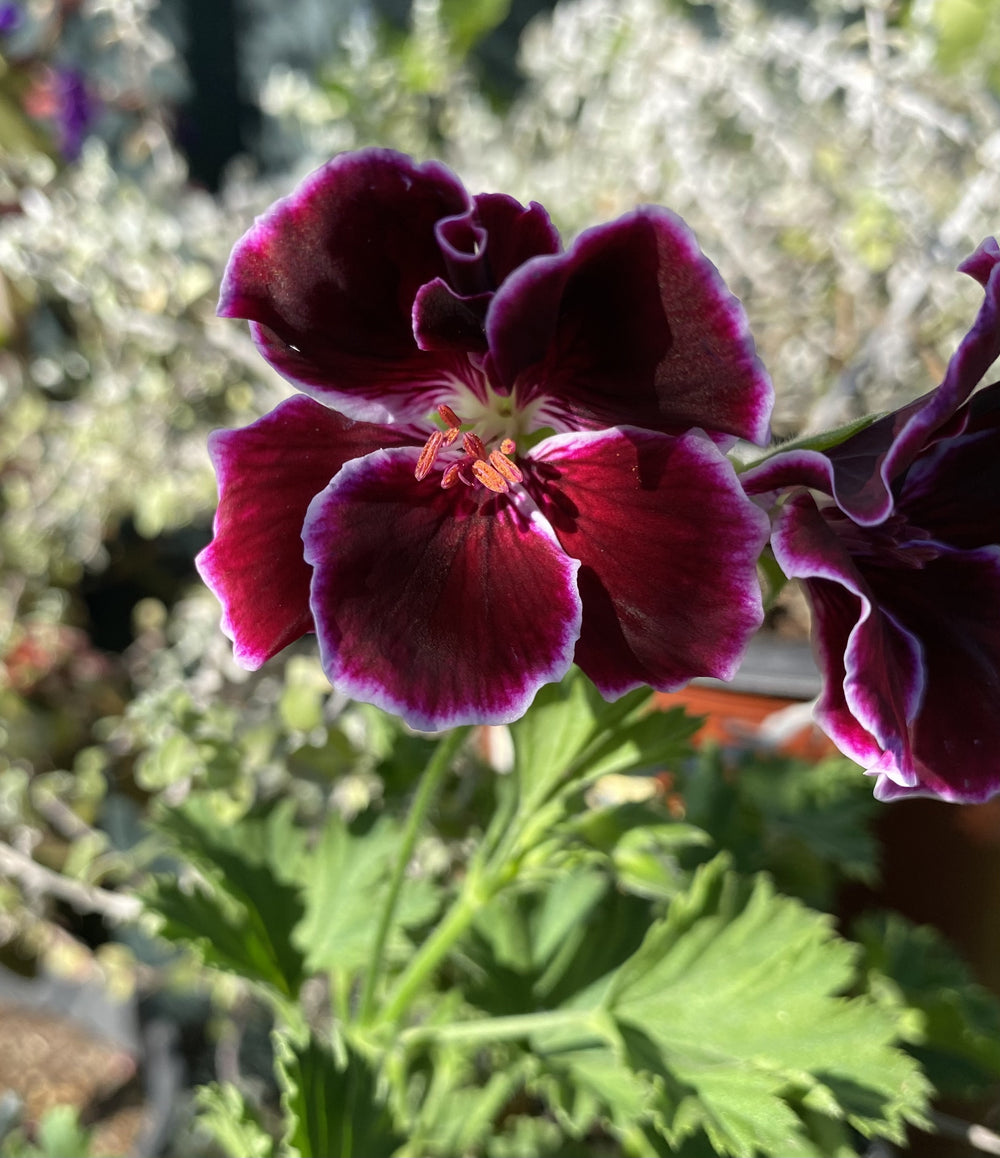 Pelargonium grandiflorum Aristo 'Black Beauty'