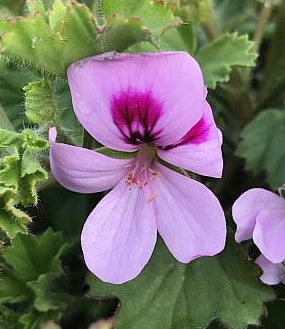 Pelargonium crispum 'Lemona'