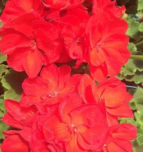 Pelargonium x hortorum 'Patriot Bright Red'