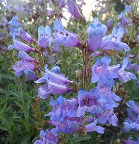 Penstemon heterophyllus ‘Catherine De La Mare’