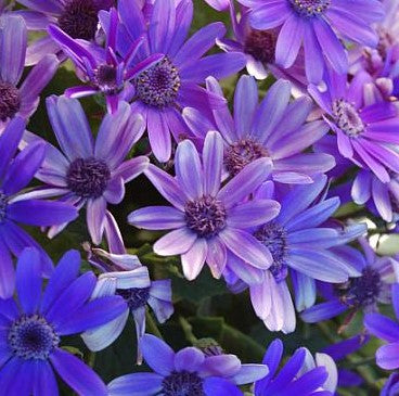 Pericallis Baby Senetti 'True Blue'