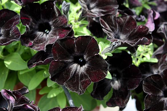 Petunia crazytunia 'Black Mamba'