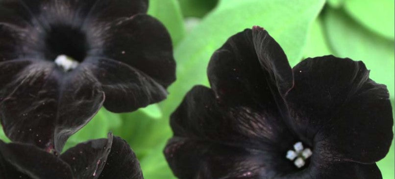 Petunia "Black Magic"