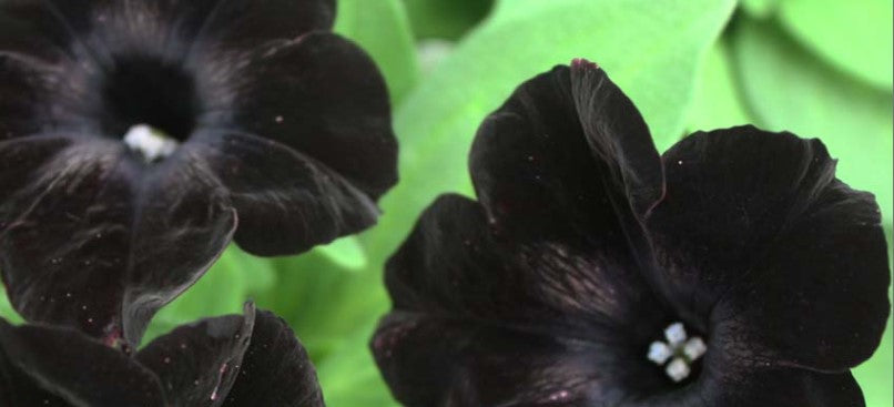 Petunia 'Black Magic'