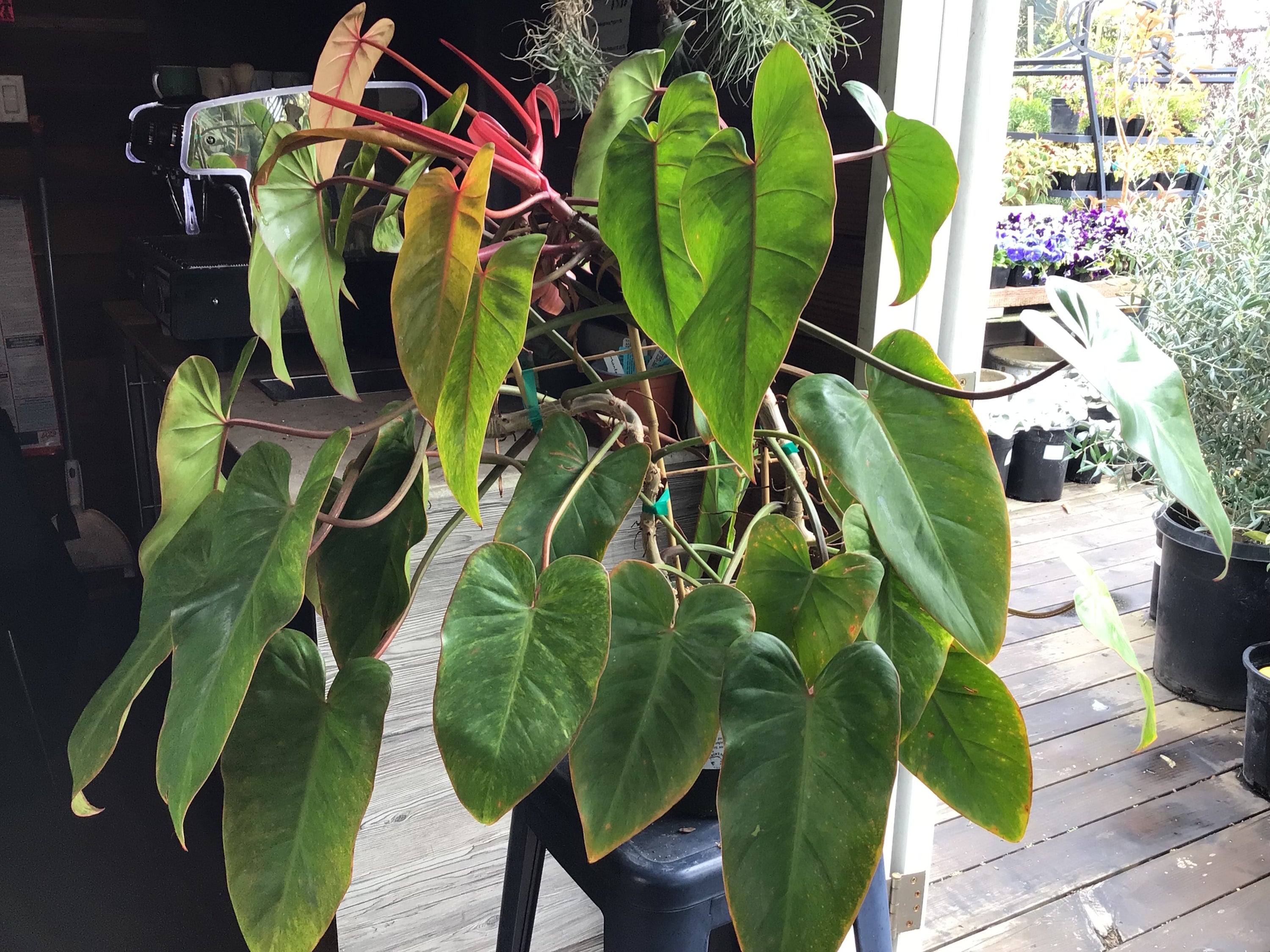 philodendron lady Philodendron 'Painted Lady' – Heron's Head Nursery