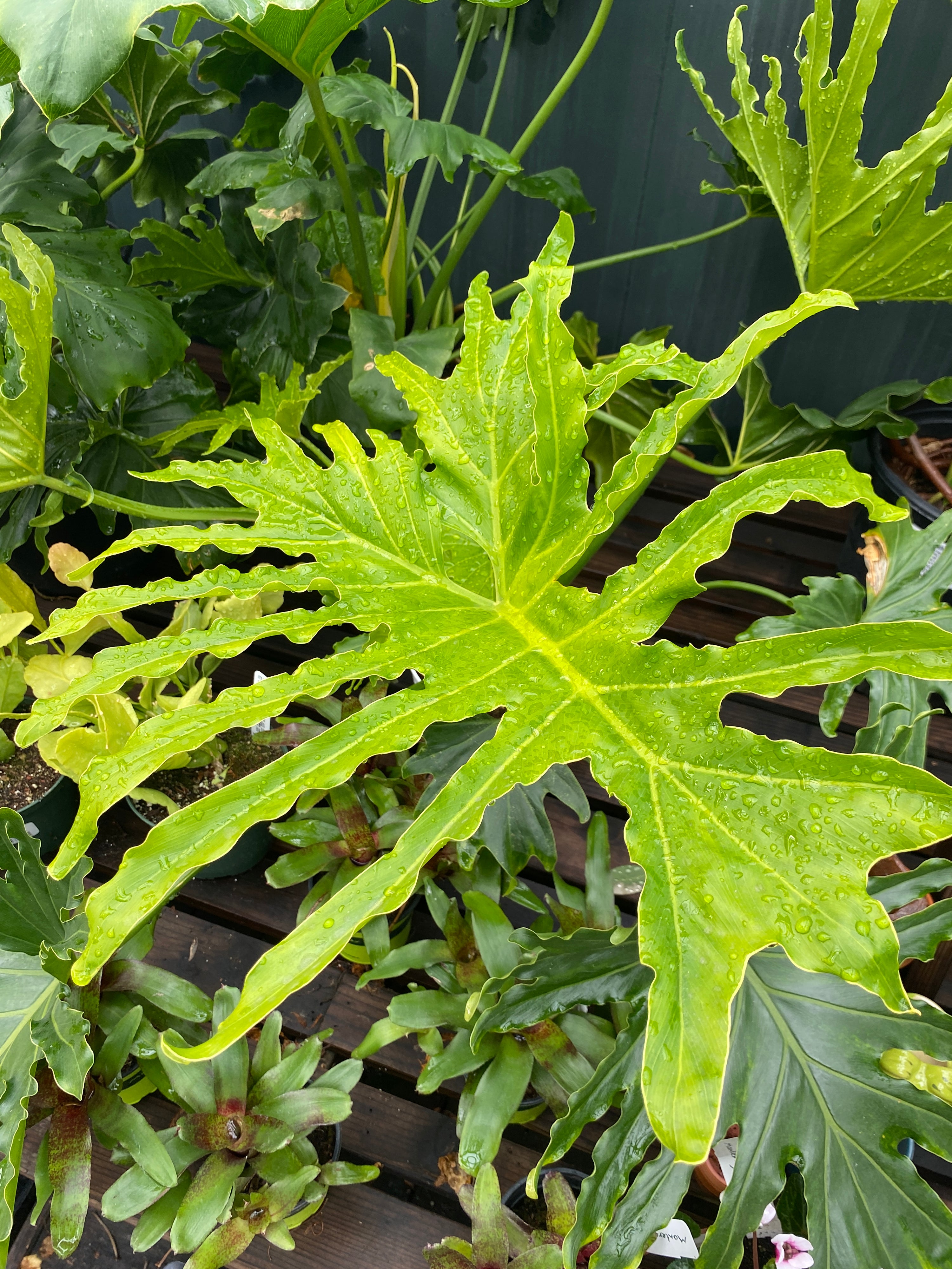 philodendron shangri Philodendron 'Shangri-la'