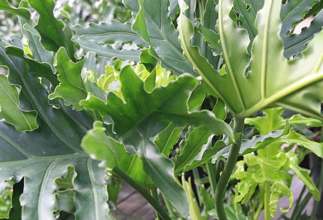young philodendron hope Philodendron 'Hope' – Heron's Head Nursery