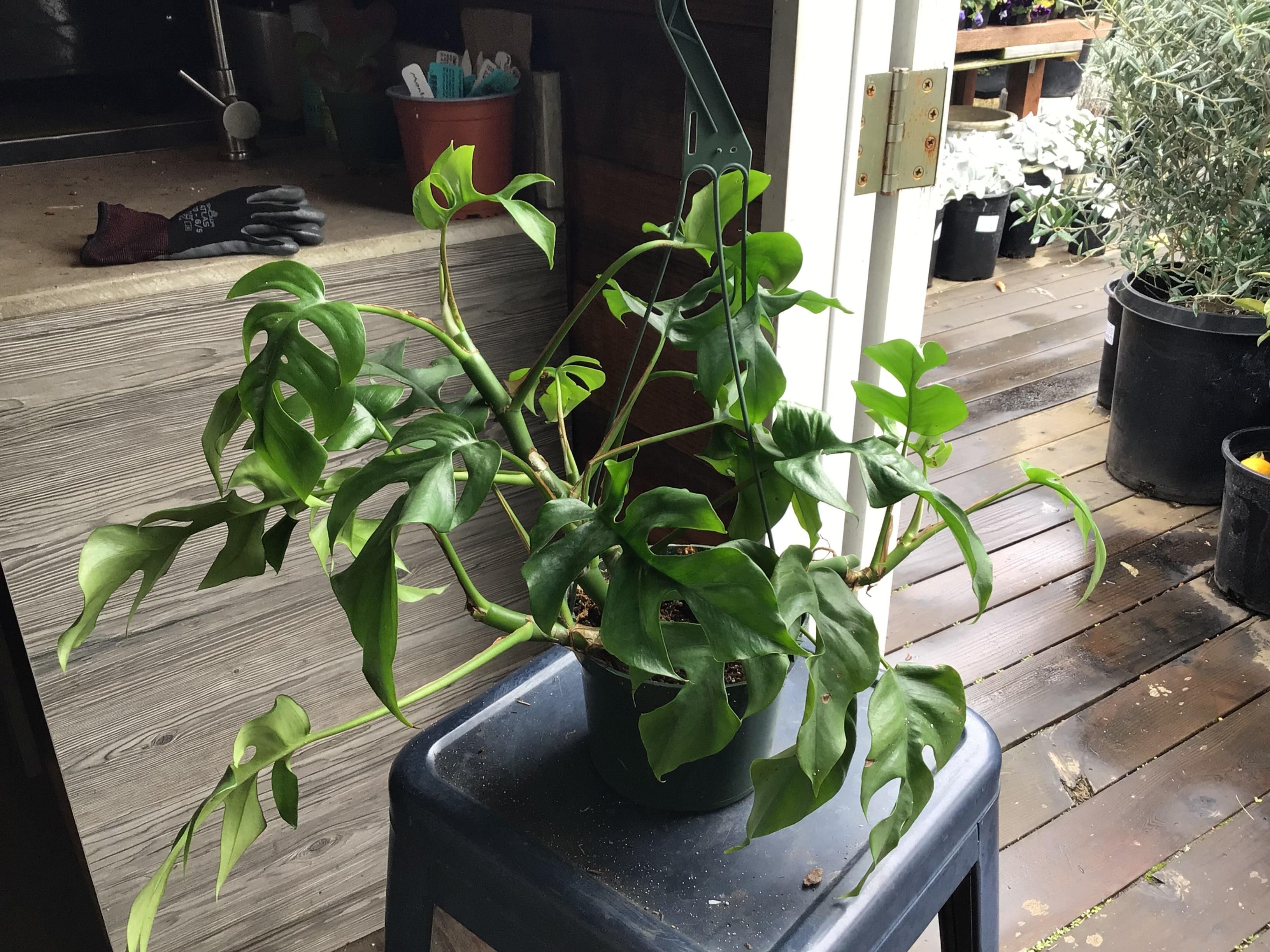 Philodendron 'Monstera Minima' – Heron's Head Nursery