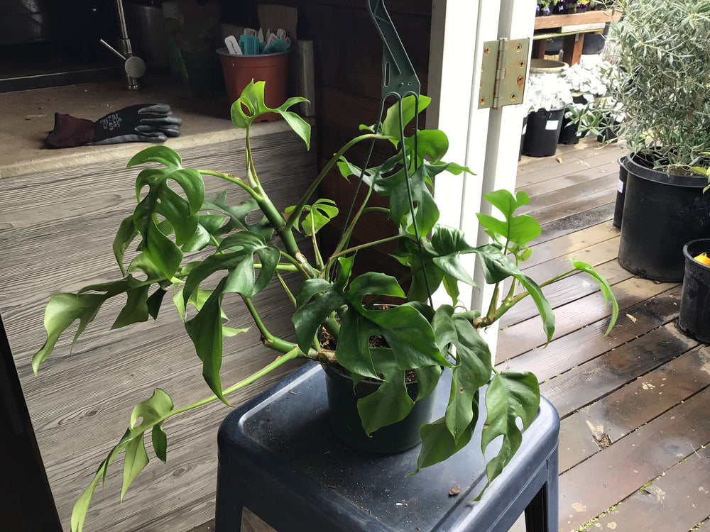 minima philodendron Philodendron 'Monstera Minima' – Heron's Head Nursery