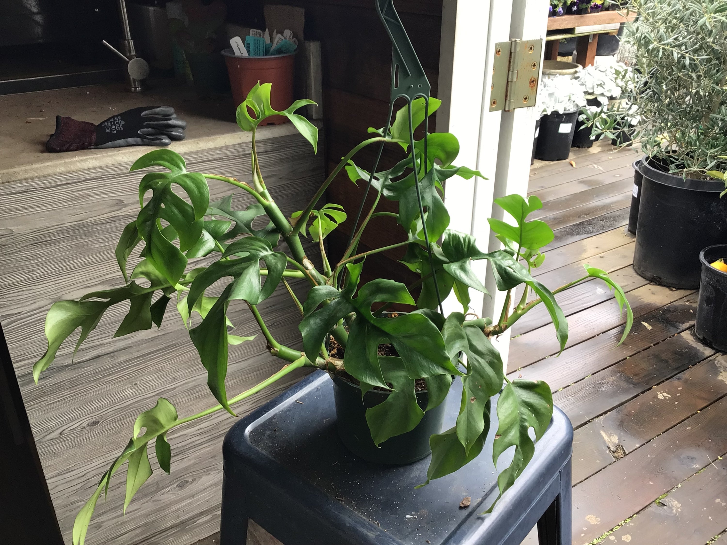 philodendron minima vs monstera minima Philodendron 'Monstera Minima'