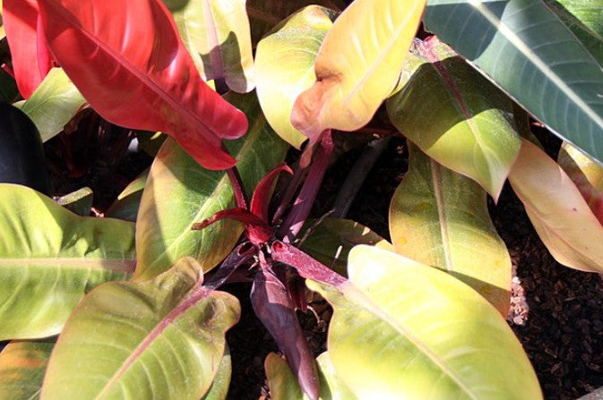 prince of orange philodendron flower Philodendron 'Prince of Orange'