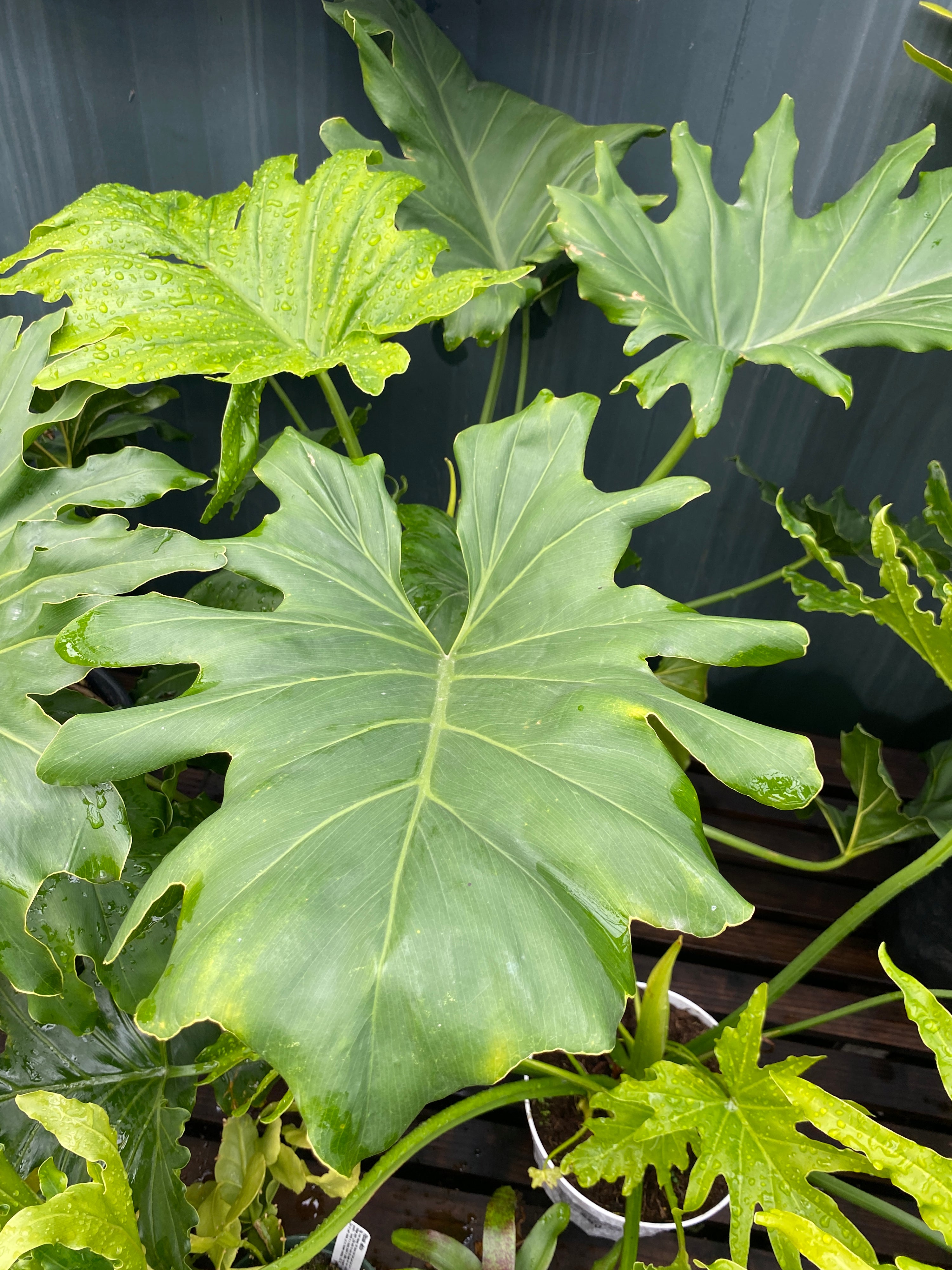 types of philodendron selloum Thaumatophyllum bipinnatifidum (Philodendron selloum)