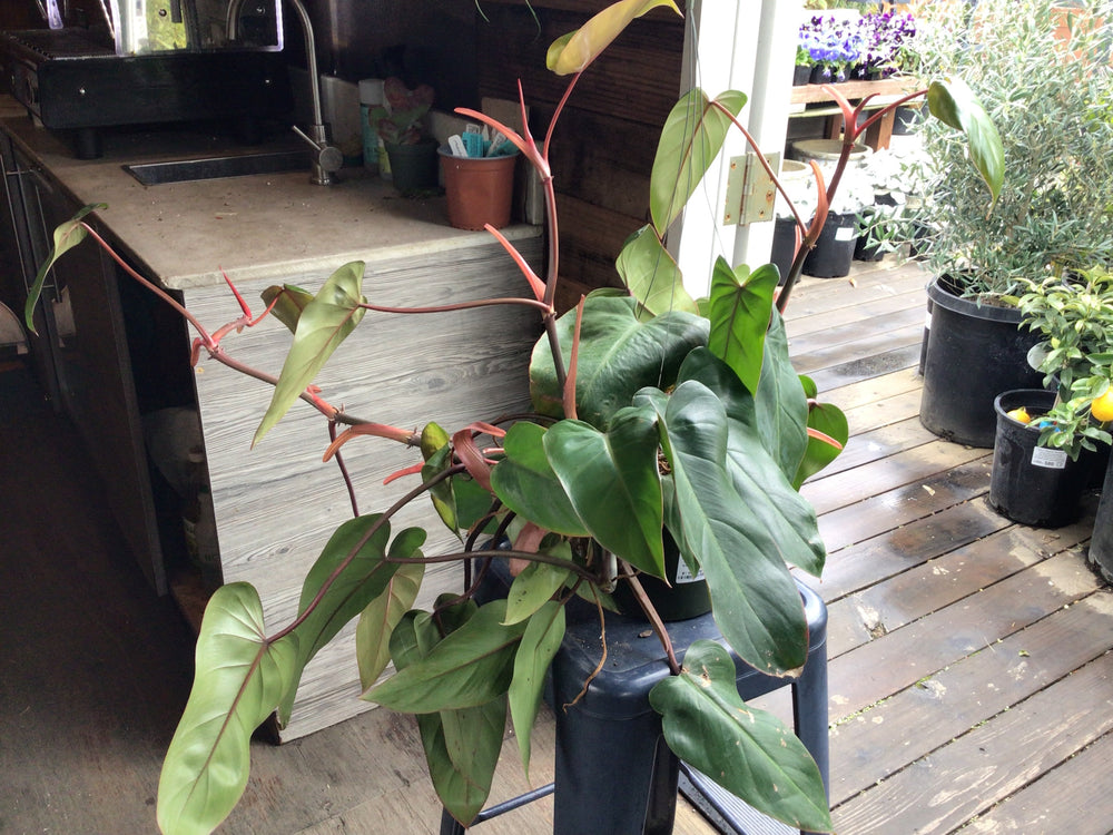 philodendron goeldii kaufen Philodendron goeldii – Heron's Head Nursery