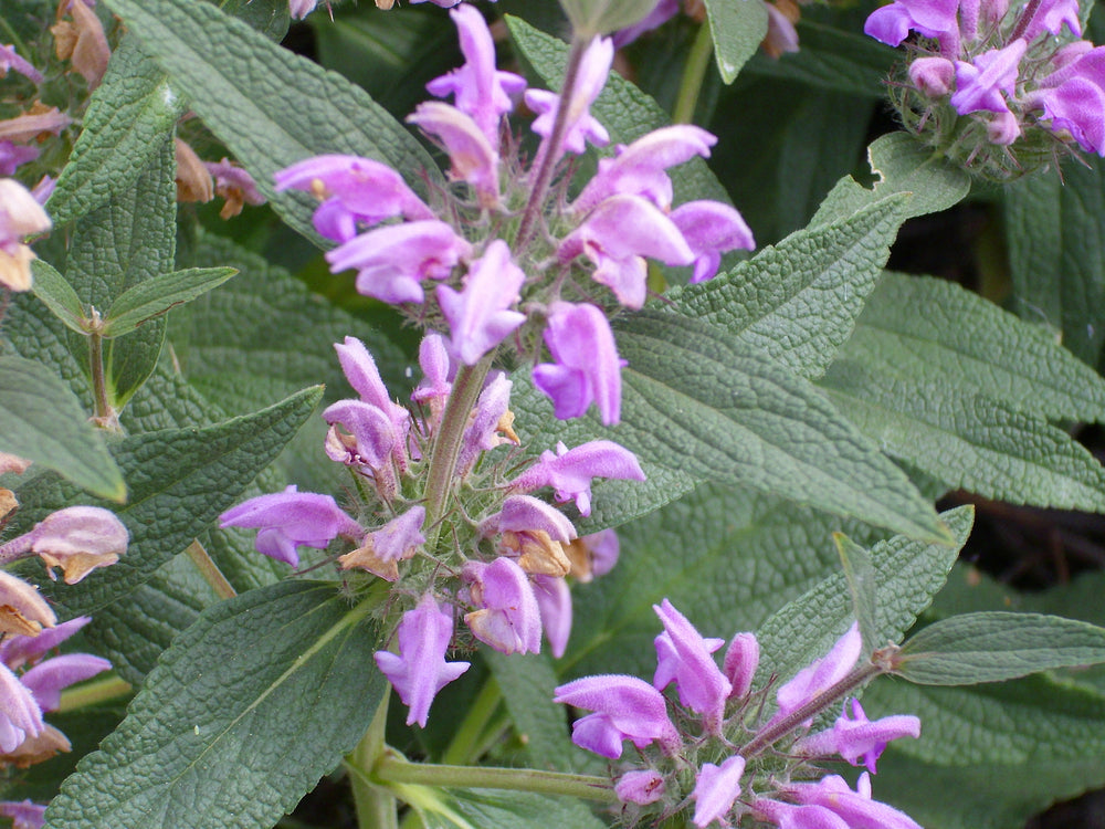 Phlomis purpurea