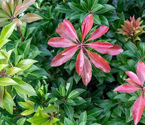 Pieris japonica 'Mountain Fire'