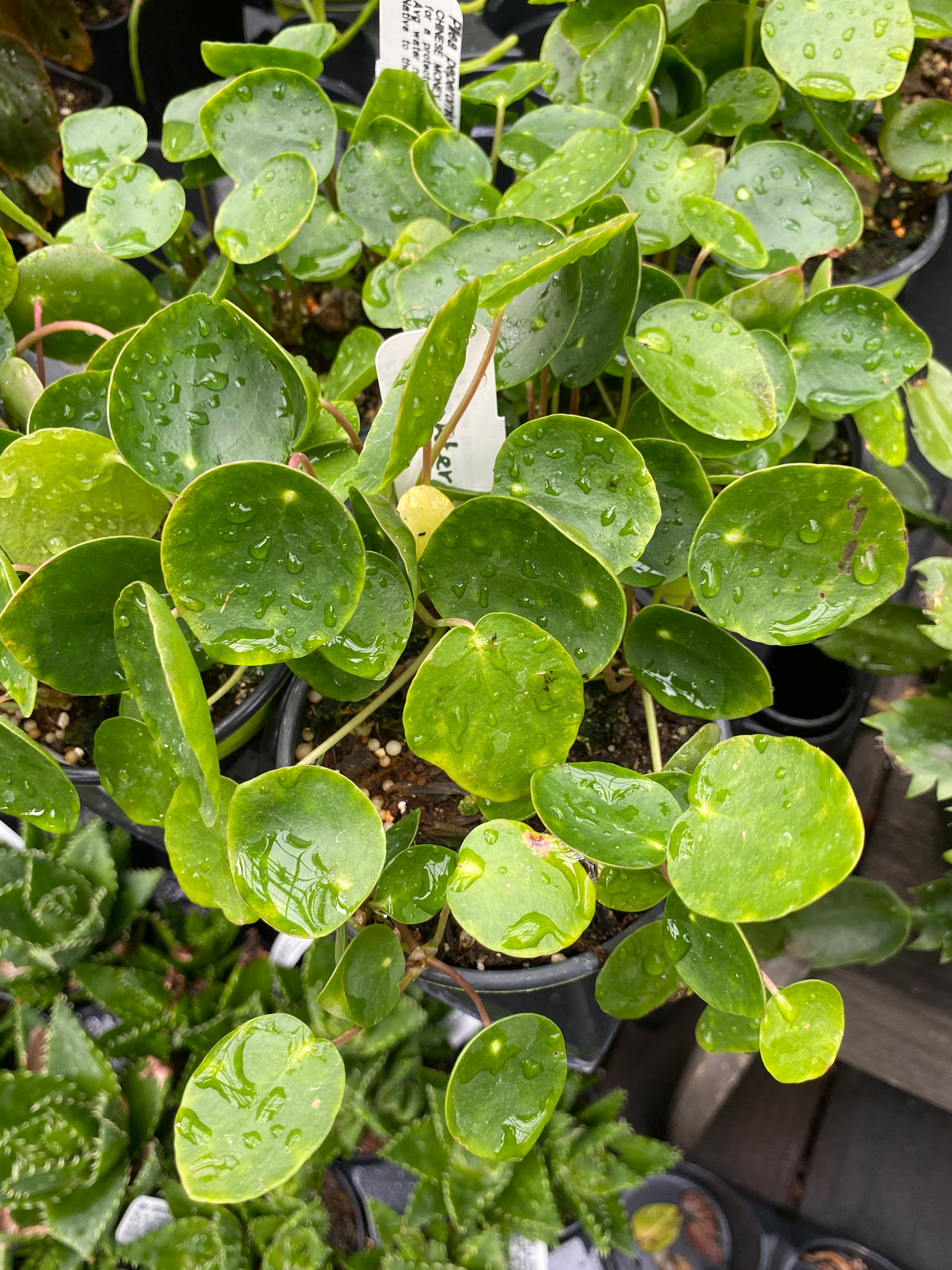 pilea peperomioides - chinese money plant Pilea peperomioides