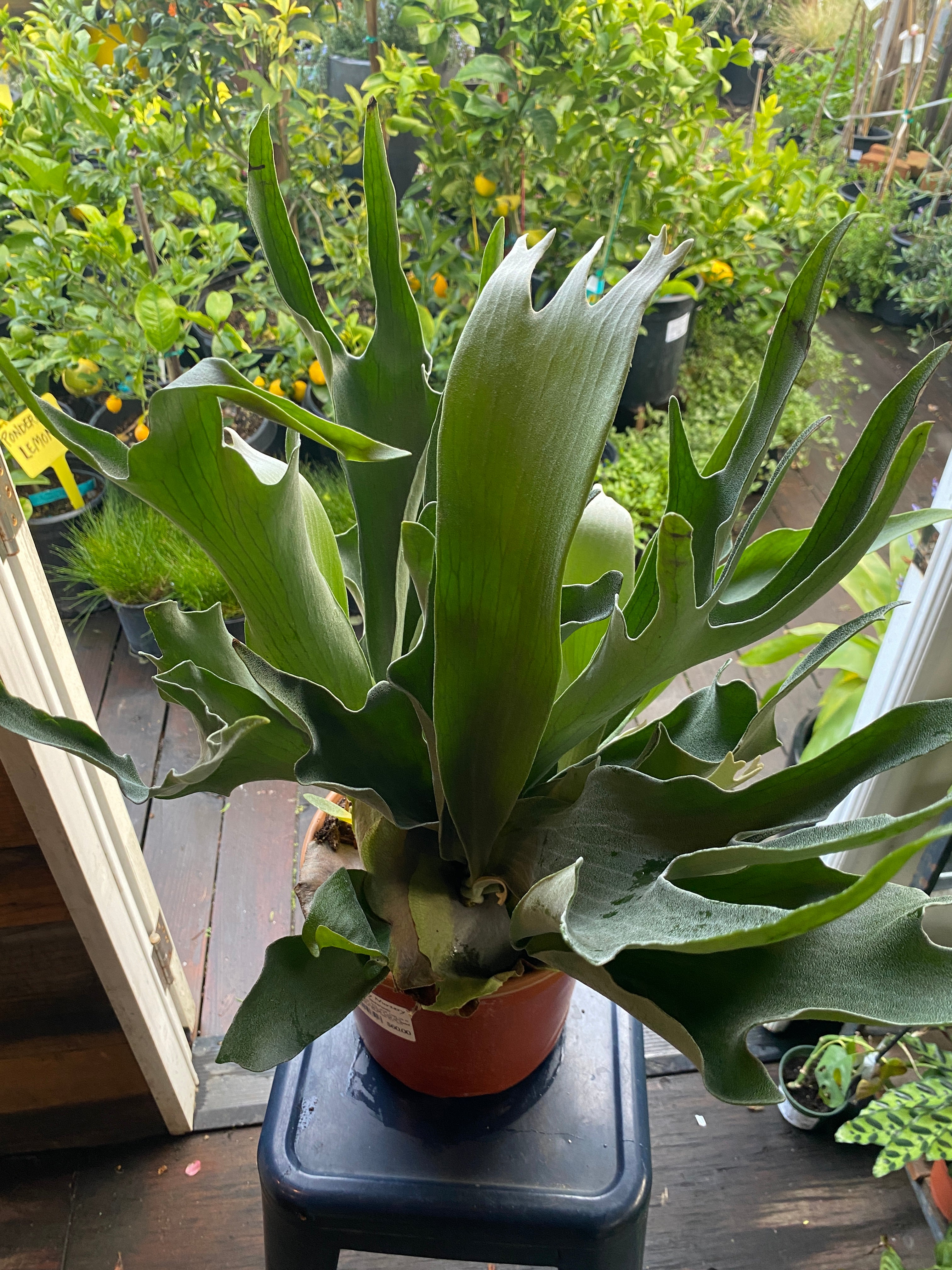 Platycerium bifurcatum 'Netherlands' – Heron's Head Nursery