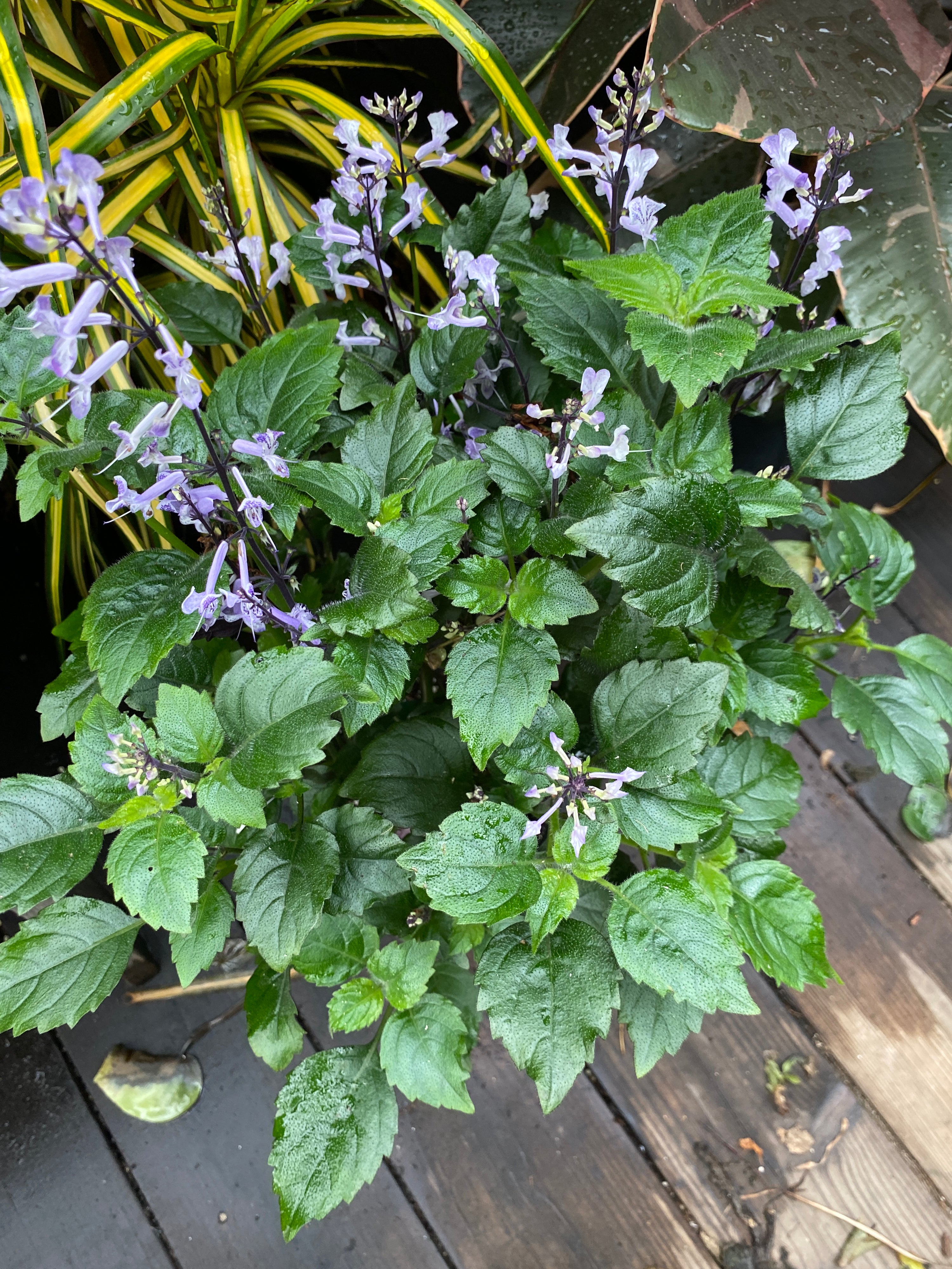 little lavender plant Plectranthus 'Little Lavender'