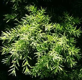 Podocarpus (Afrocarpus) gracilior – Heron's Head Nursery