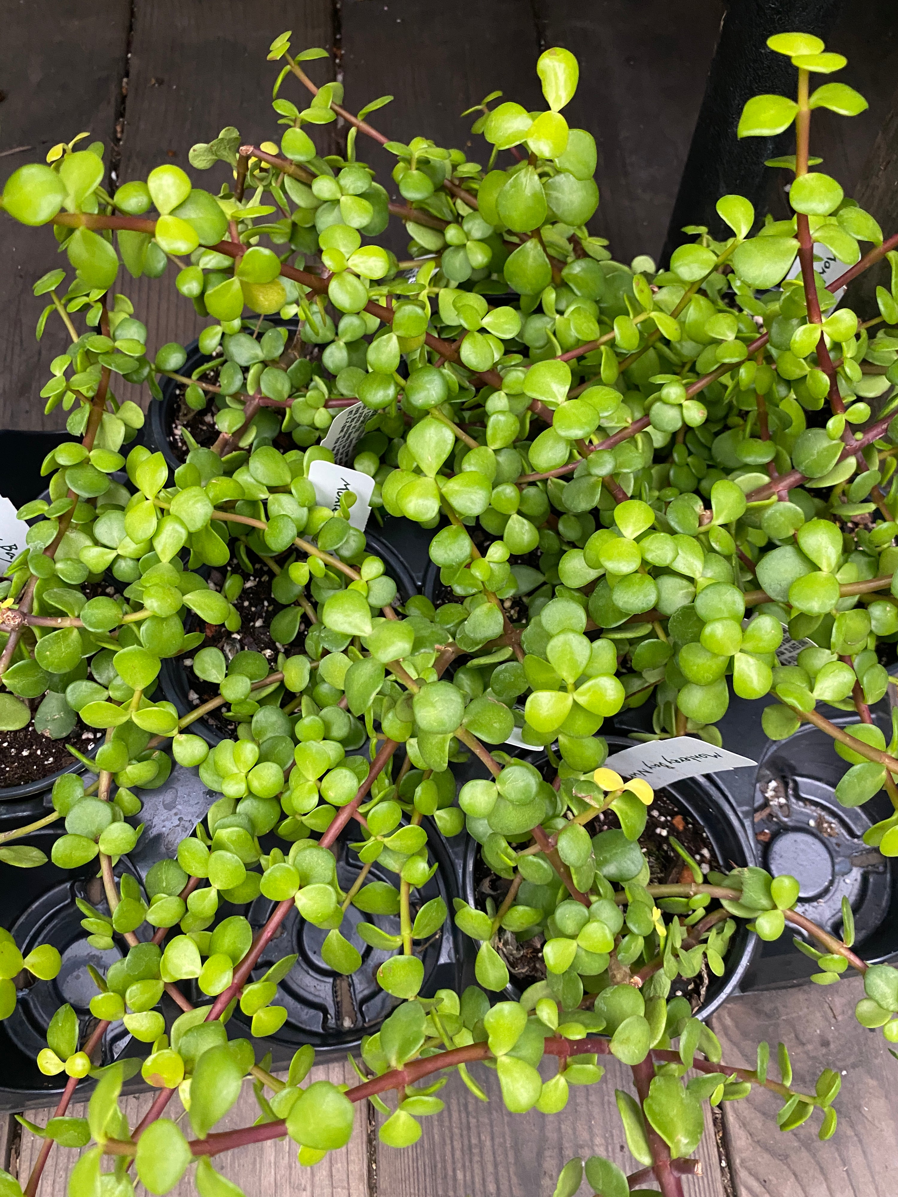 portulacaria afra gold Portulacaria afra 'Prostrate Form' – Heron's Head Nursery
