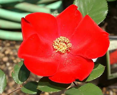 altissimo rose for sale Rosa (Rose) 'Altissimo'