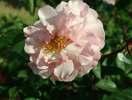 Rosa 'cornelia'