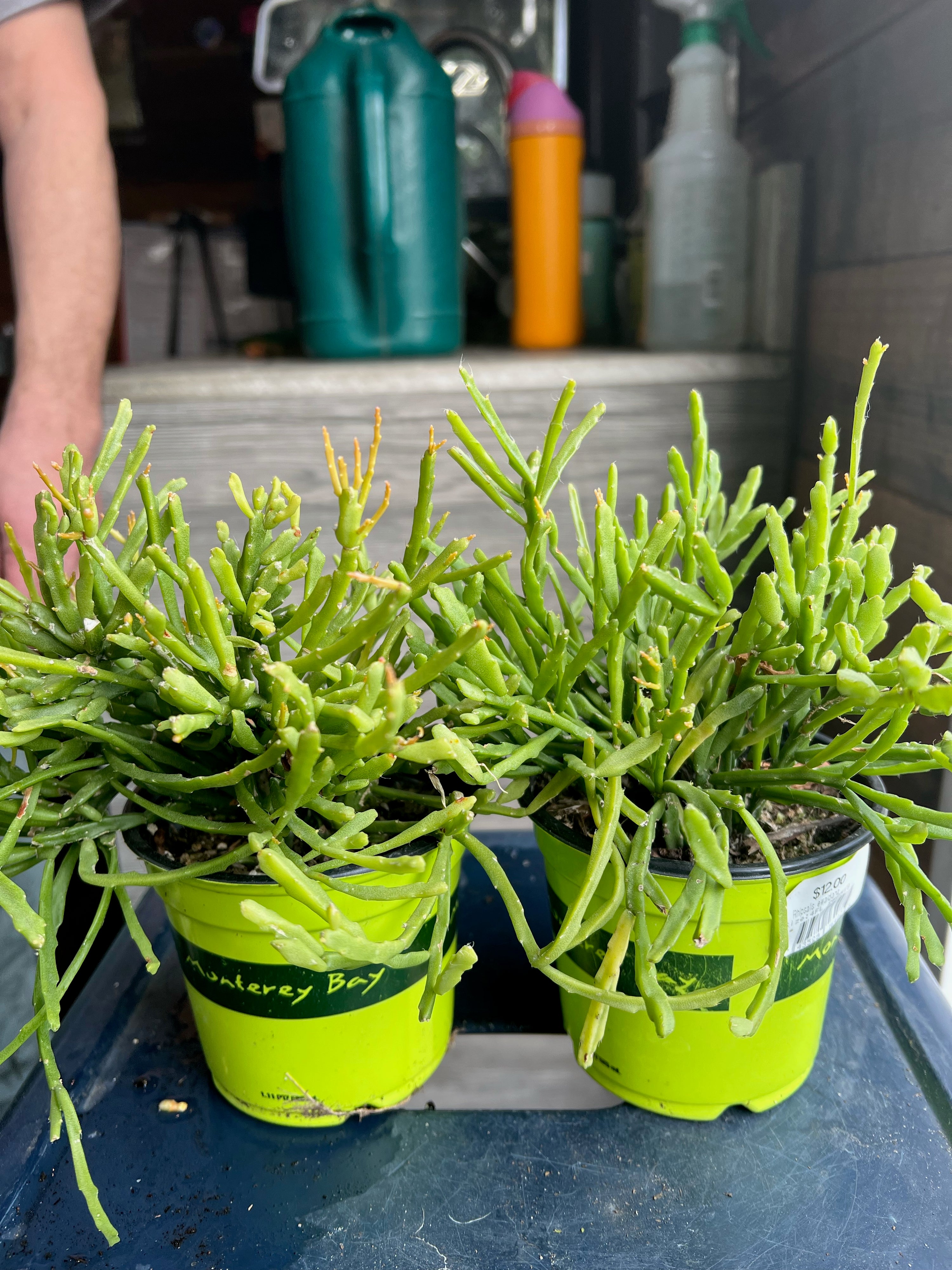 succulent rhipsalis Rhipsalis ewaldiana – Heron's Head Nursery