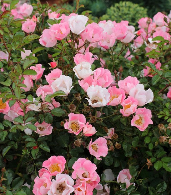 Rosa (Rose) 'Carefree Delight'®