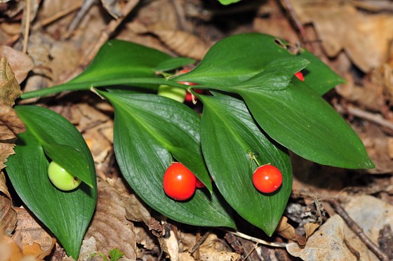 Ruscus hypoglossum