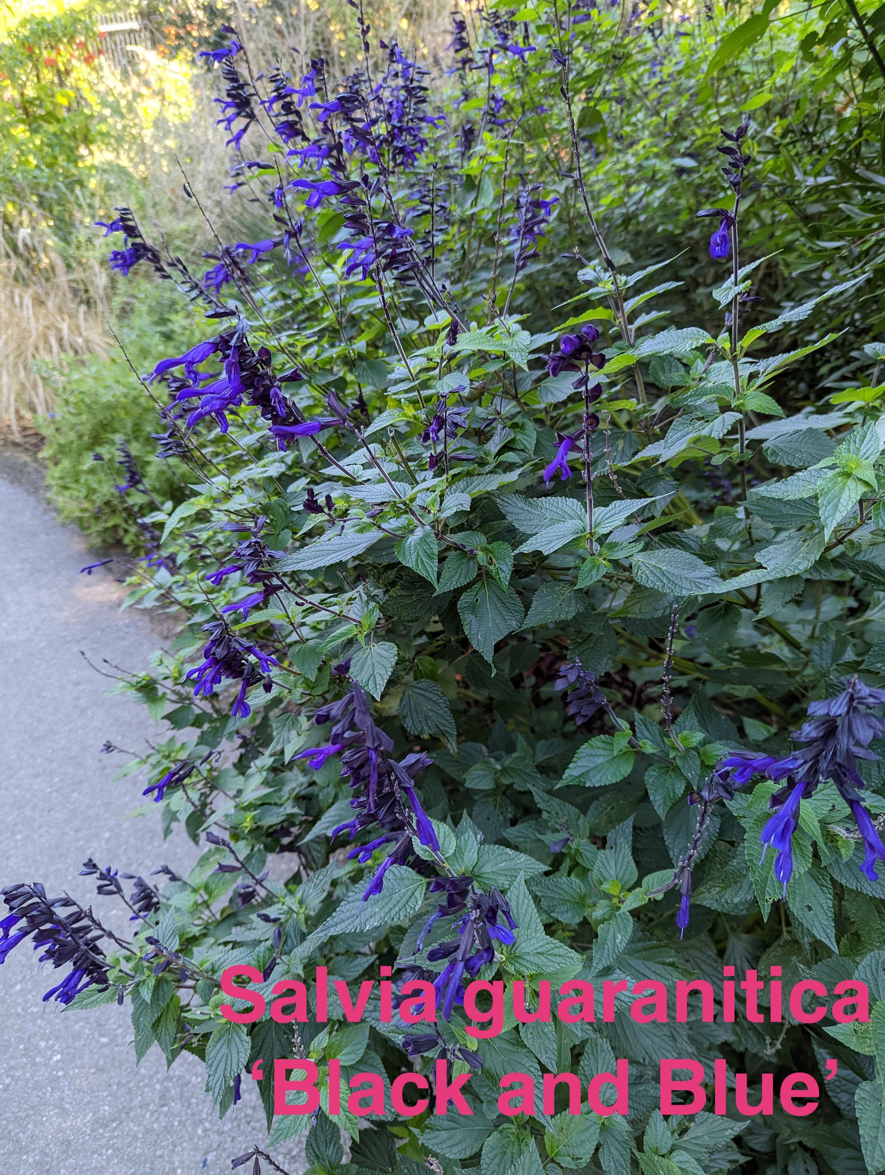 Salvia guaranitica "Black and Blue"
