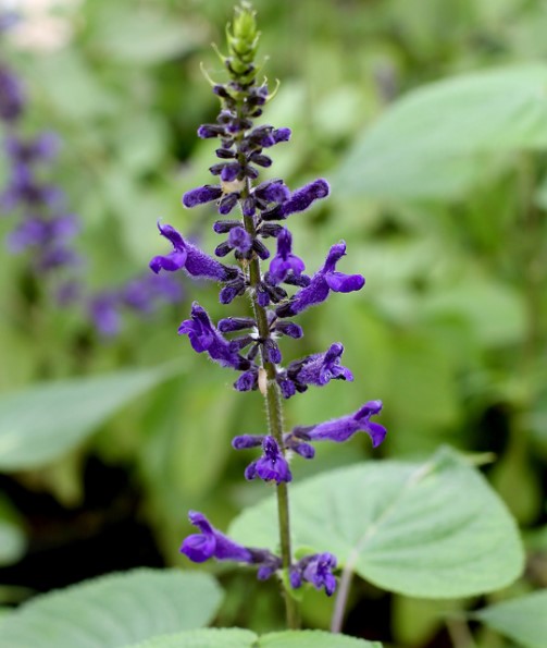 Salvia concolor